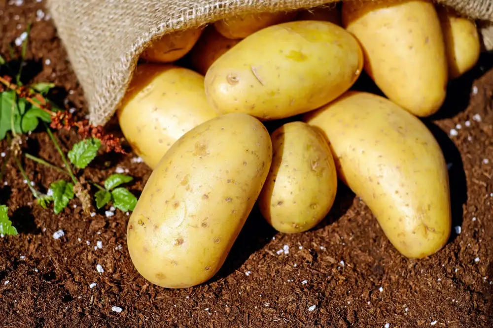 Small Potatoes Recipe